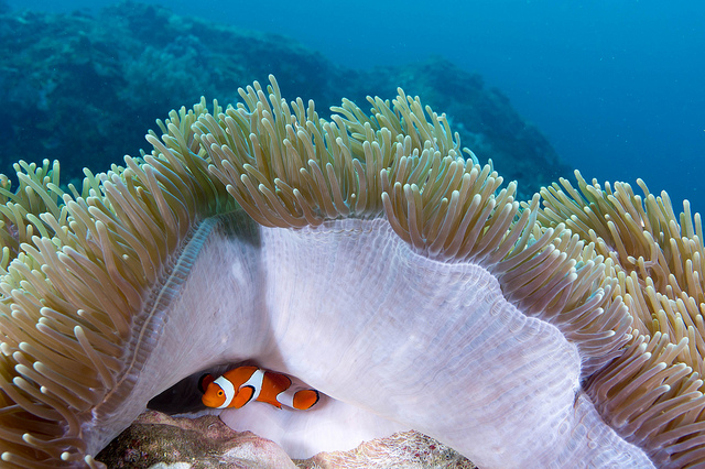 Scuba diving with a clownfish in Indonesia