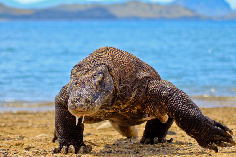 See Komodo dragons in Indonesia