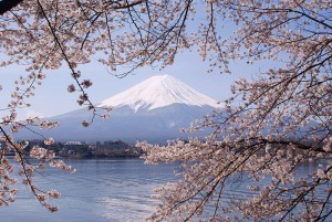 800px-Lake_Kawaguchiko_Sakura_Mount_Fuji_1