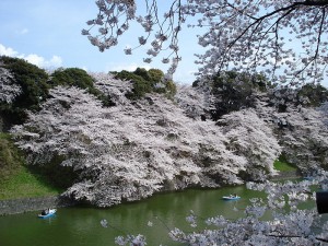 Chidorigafuchi boat ride sakura