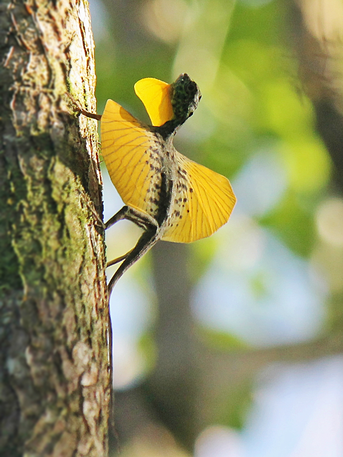 Book a thailand holiday with Kenwood travel and see a flying draco lizard