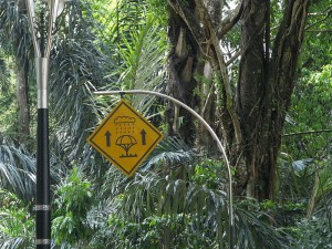 Malaysia gave up on translation altogether and gave us some cryptic signs instead. Umbrella tree straight ahead?