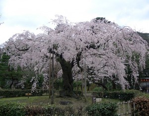Maruyama park weeping blossoms