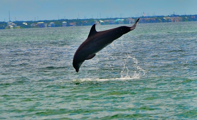 Private Island Tours Dolphin jumpJPG