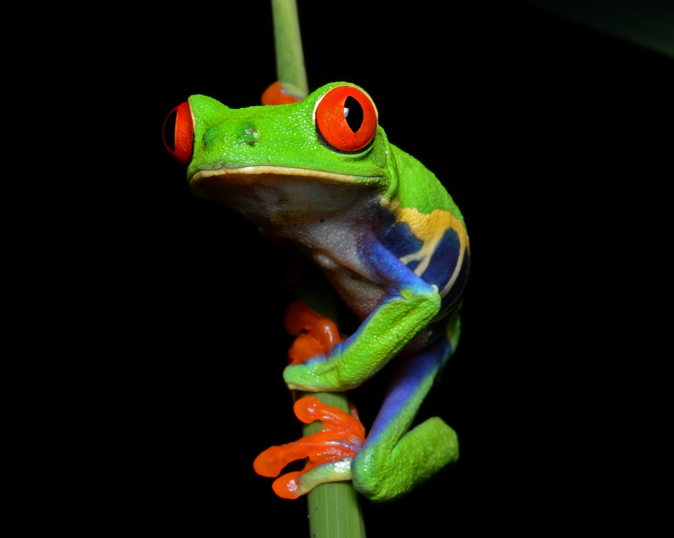 The iconic red eyed tree frog 