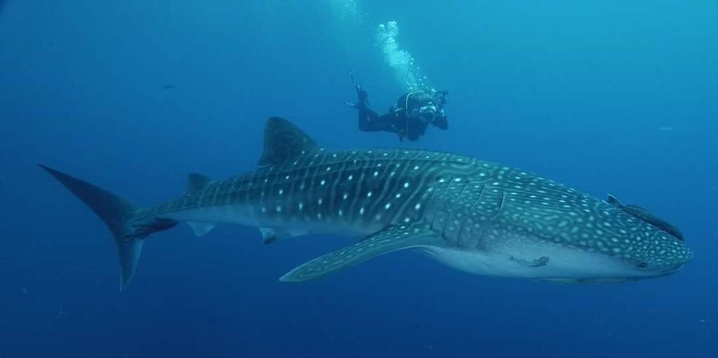 Diving with a whaleshark at Koh Tao