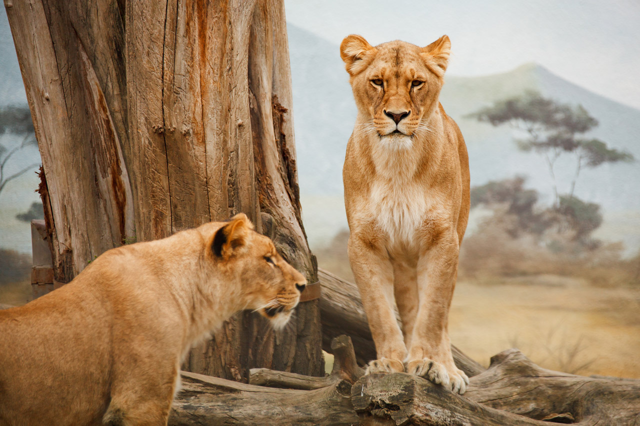 See Lions in South Africa on a Kenwood Travel holiday