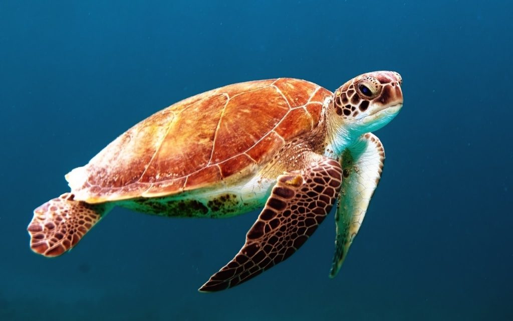See turtles when diving in Carlisle Bay Marine Park