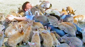 rabbit swarm